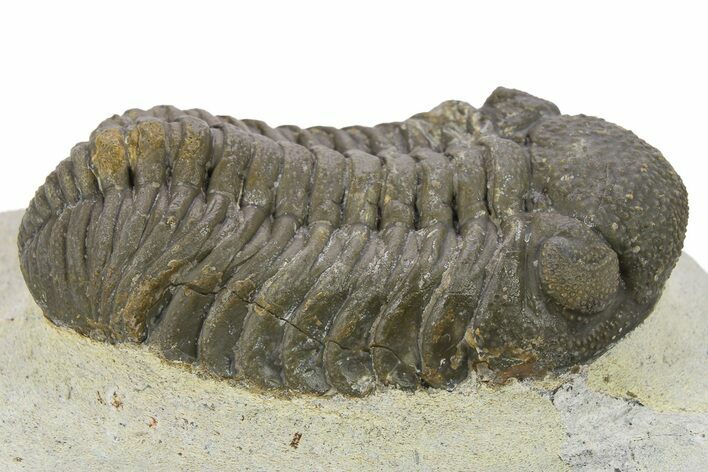 Detailed Morocops Trilobite - Ofaten, Morocco #272833